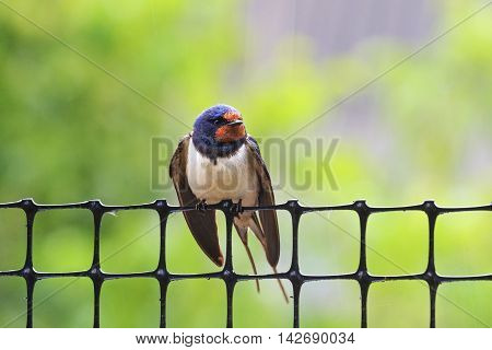 Swallow on a plastic grid, man and nature, rainy weather, bright colors