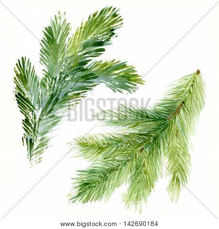 Watercolor Christmas tree branches. Hand painted texture with fir-needle natural elements isolated on white background.