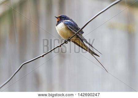 A bird in the rain, barn swallow, man and nature, bird on a wire