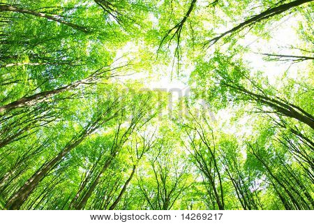 vihreä metsä taustalla aurinkoisena