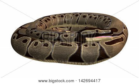 3D Rendering Ball Python On White