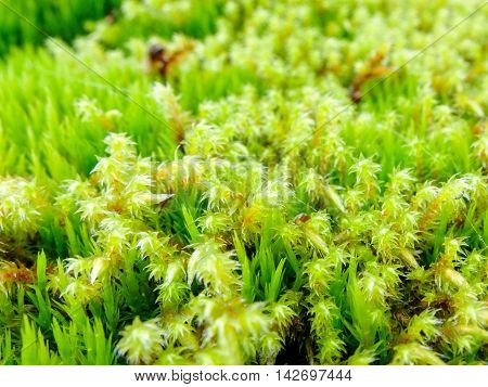 Moss macro fresh and lush. Plant the moss covering the stones. Soft plant of the North.
