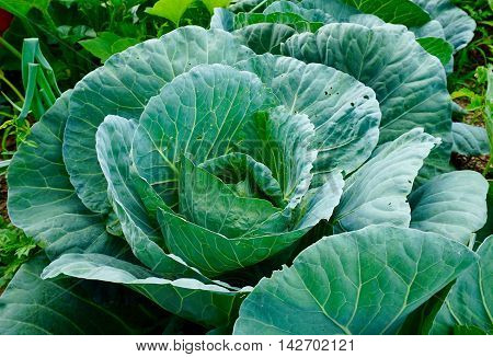 Summer garden's green foliage from sustainable agriculture