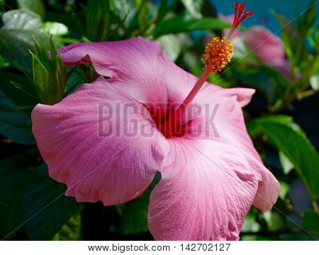 Solitary pink flower blooming in summer gardens