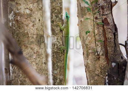 Close up shot of the gecko on the tree branch in a forest. Madagascar