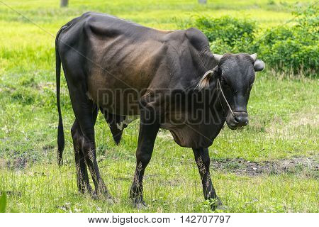 Black cow in the farm at the countryside