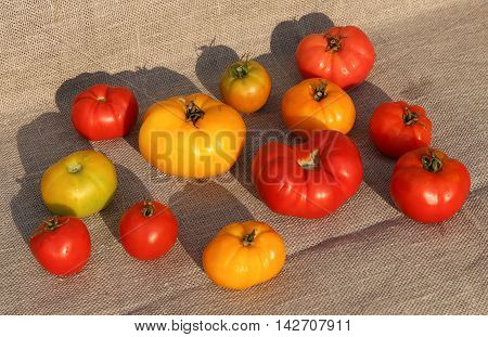 Tomato harvest. A tightly woven linen as a background