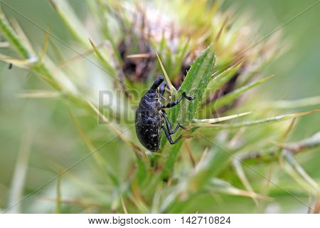A black snout beetle on a thistle.