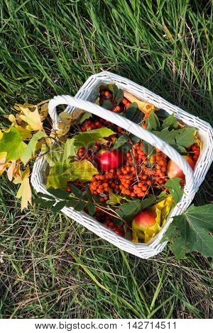 red wild ash together with apples and autumn leaves in a basket
