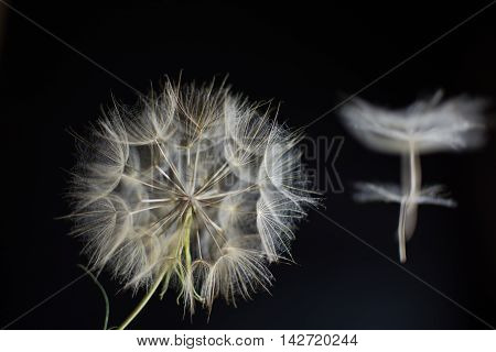 Beatiful Dandelion Salsify on a black background