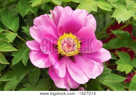Peony1