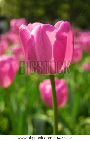 Tulip1