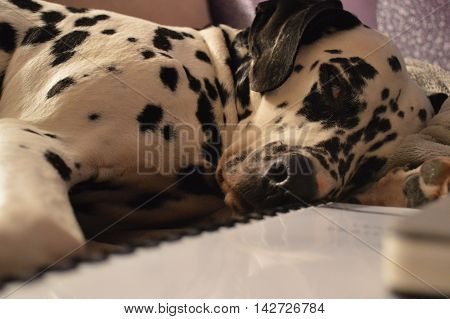Happy dog has sleeping on the bed
