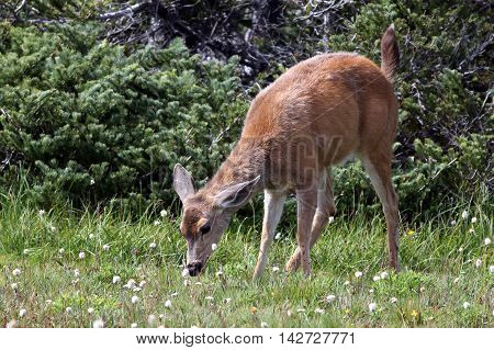 A young Blacktail Deer feeding at Olympic National Park