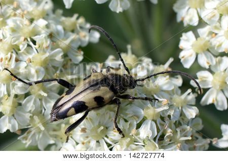 A Judolia instabilis flower beetle on Cow Parsnip flowers