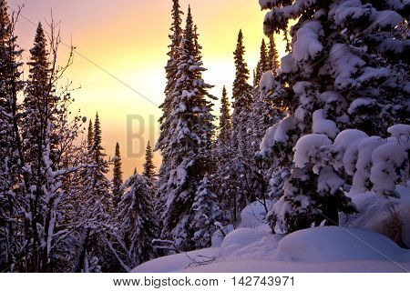 Sunset in the winter forest in siberia