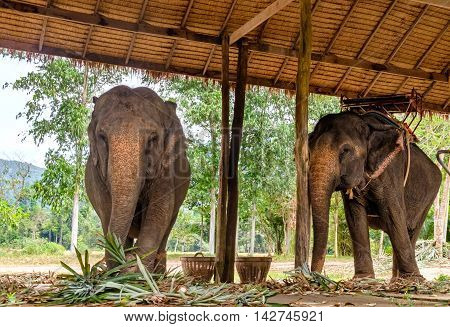 Two elephant eating green grass and looking at camera surface texture background alive wild animal travel in Koh Chang island Thailand. Soft focus