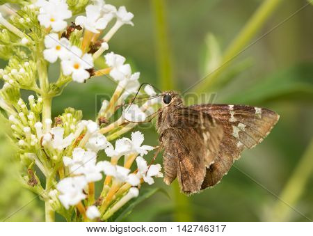 Southern Cloudywing butterfly on a white flowers of Buddleia