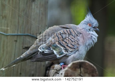 Crested pigeon (Ocyphaps lophotes). Wildlife bird. 