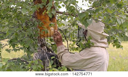 Beekeeper working with honeycombs green summer tree
