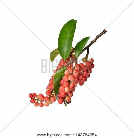 Antidesma thwaitesianum fruit or Thai blueberry with stem and leaves on white background
