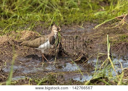 pied lapwing walks on a swamp close up