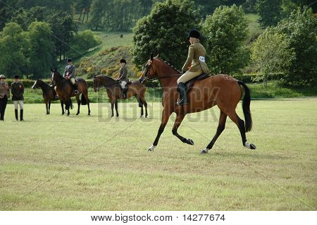 Cavalli a prove di dressage nel parco