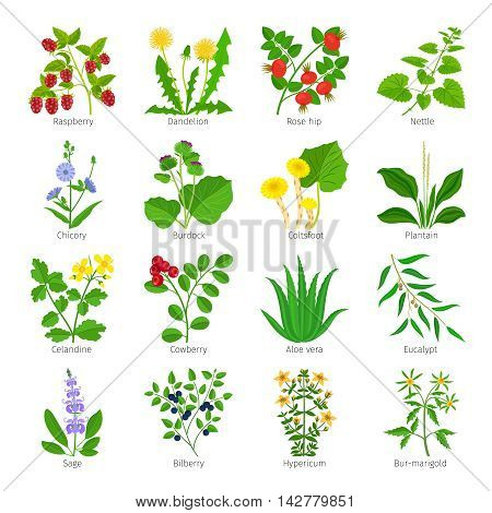 Aromatherapy medical herbs and flowers hand drawn vector on white