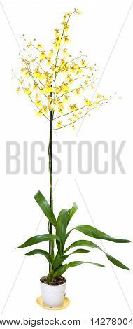 Żółte kwiaty orchidei roślin na białym tle na biały
