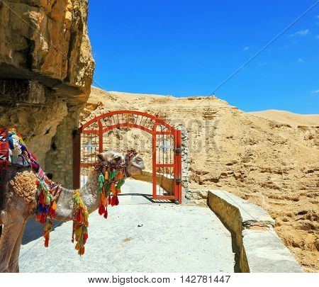 Decorative red gate with a cross on a mountain road going to the temple. Wadi Kelt near Jerusalem. Camel dromedary in the beautiful blanket for transportation of tourists and pilgrims