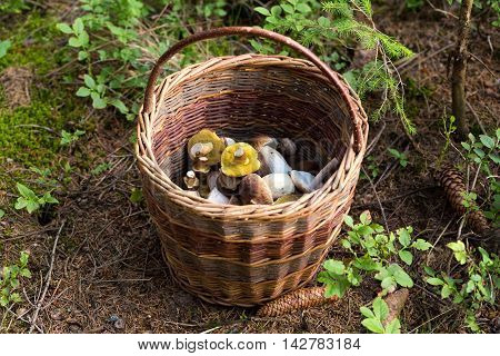 Basket Of Fresh Summer Mushroom