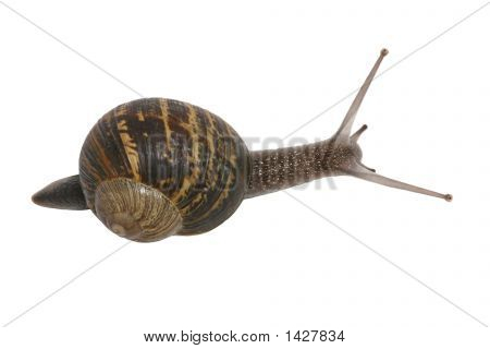 Escargot