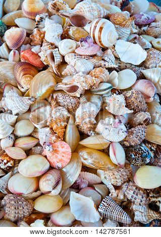 Cockle-shell. Greece. In the Beach market. In the centr citi.