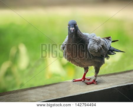 close up full body of speed racing pigeon birds with blury green background