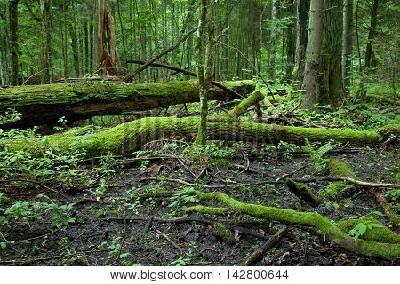 Giant broken oak lying moss wrapped at late summer forest, Bialowieza Forest, Poland, Europe