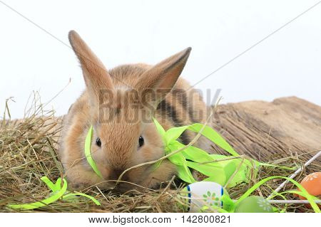 Bunny Rabbit
