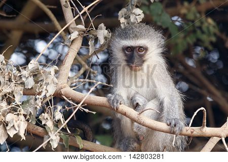 Staring Into The Future - Vervet Monkey