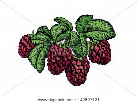 Drawing of fresh branch of rasberry with leaves and berries