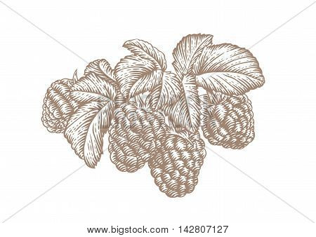 Drawing of fresh branch of rasberry with leaves and berries