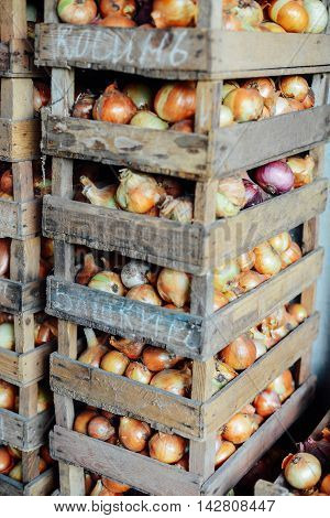 Organic Yellow Onions In A Basket. Shallots On Wooden Box.  Harv