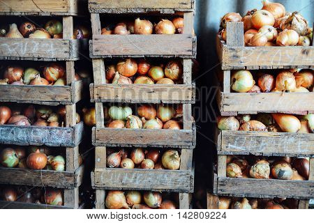 Organic Yellow Onions In A Basket. Shallots On Wooden Box.  Harv