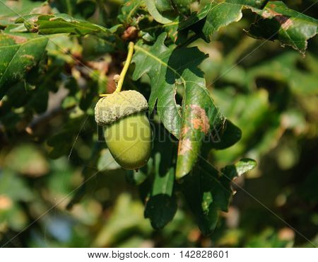 Green Tree. Oak. Acorn on the branches .