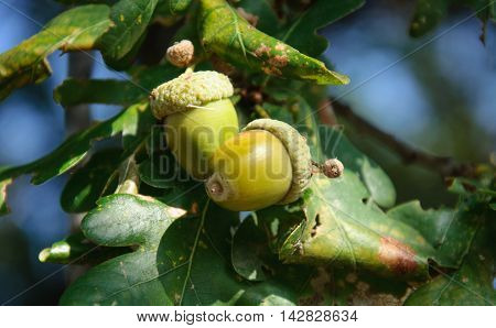 Green Tree. Oak. Acorn on the branches .