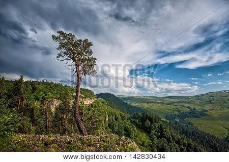 Beautiful landscape with lonely tree and subalpine mountain meadow and forest in Caucasus, Russia