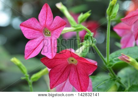 Fragrant Tabak Bloom In The Garden