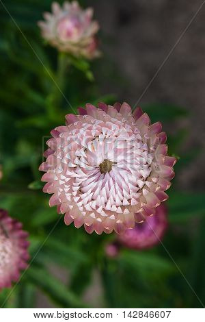 Helichrysum Paper Daisy Straw Flower.