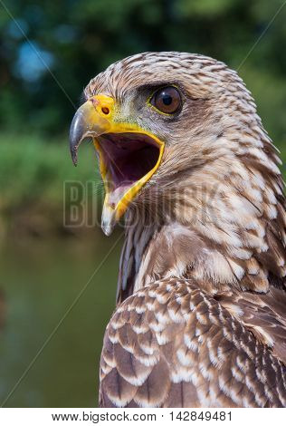 Close up of a Yellow-billed Kite (Milvus Aegyptius)