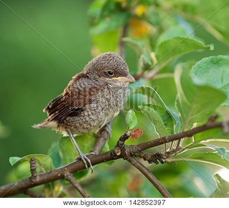 Baby whitethroat sitting on the branch leaves on the background (Common Whitethroat - Sylvia communis)