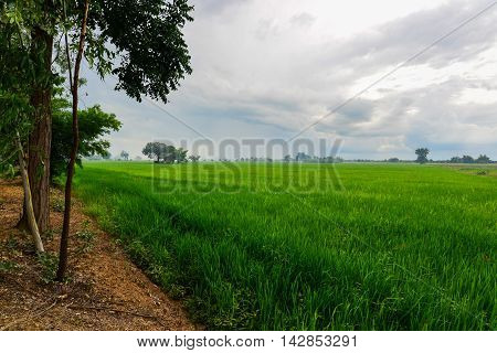 Rice Cornfield with the nice sky Phichit Thailand