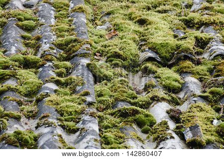 texture of the old roof. moss and slate